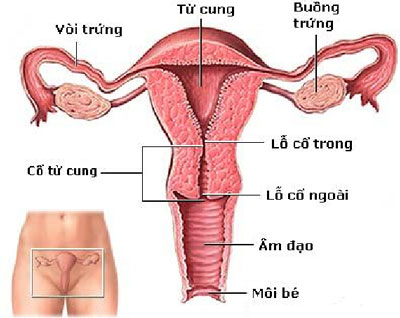 Không có ảnh